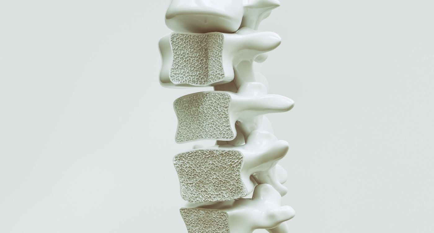 Coluna vertebral vista em detalhe, ilustrando saúde óssea e prevenção de fraturas na menopausa