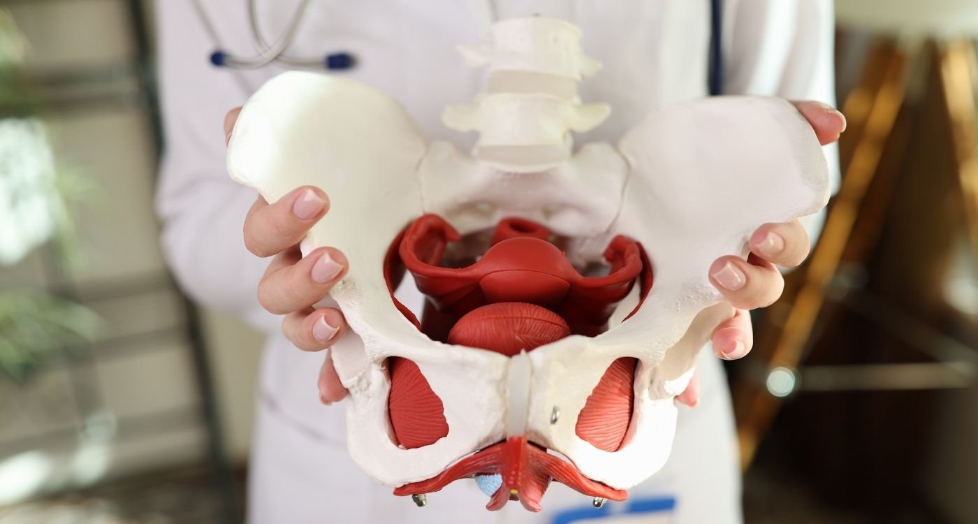 Modelo da pelve feminina: entender o assoalho pélvico ajuda no tratamento do vaginismo com fisioterapia e dilatadores.