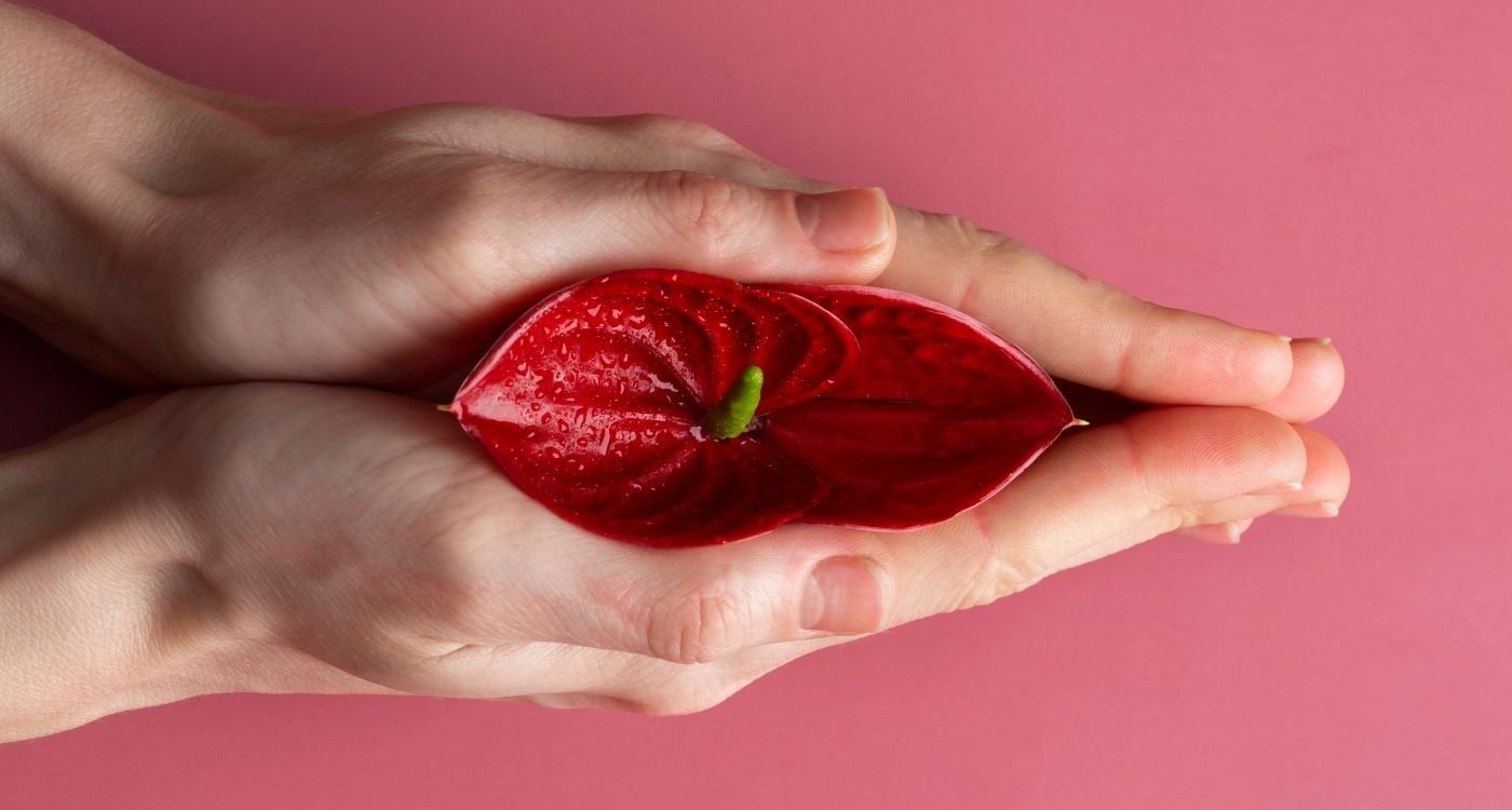 Mãos femininas segurando delicadamente uma flor vermelha sobre fundo rosé, em composição simbólica que representa a síndrome geniturinária da menopausa, com foco em cuidado, intimidade e saúde feminina.